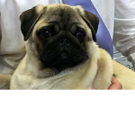 THE MASTER PUGS