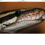 Boa snake squad