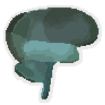 Cerebellum