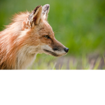 Animal Gaming Group