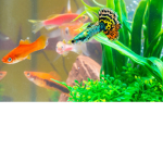 Fishy riding around