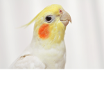 The birds of a feather