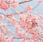 ~BlossomGroup~