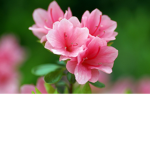 Flower academy!