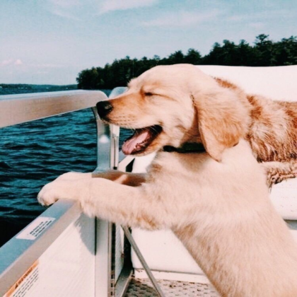 Cute Dog Roblox decal