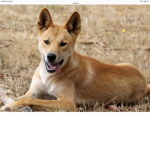 The dingo’s