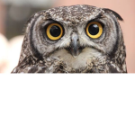 The owls sksksks
