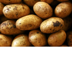 group of the potatoes