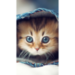 KittyCat kitten army