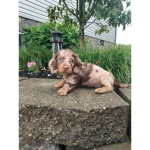 PupPupPuppyxPawxSpaw