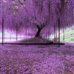 Wisteria_bloom