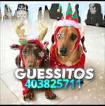 guessito team