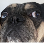 Fatdogbutcutedog