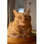 Smug Cats :D