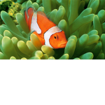 Group of The Ocean