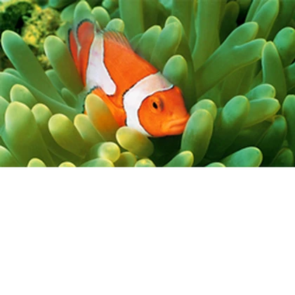 Group of The Ocean Roblox group icon
