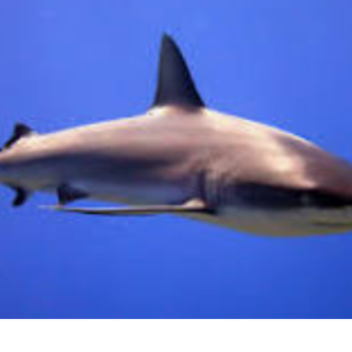 a shark game