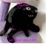 The Cat HQ