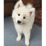 how loves dogs join and cats