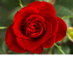 Island Rose Restaurant™