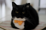 catgroupyes