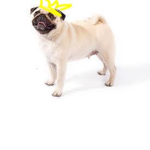 The Pug Kings Royal Group