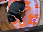 Notcat lover