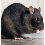 x.Ugly_Rat.x