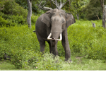 Indian Elephants