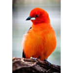 The Orange Bird