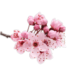 Hidden in the flowers