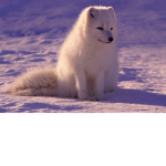 “Little Fox’s