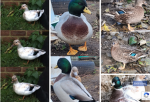 QUACK4LIFE