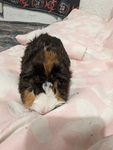 Hampter and guineas