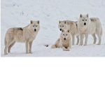 FORT WOLVES UNITED