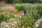 Cloverpetal Glade