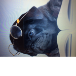Smart pug squad