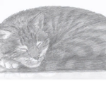#Cats United.