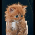 Cats and dogs are the best animals