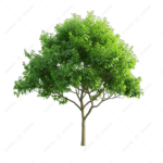 Arbor Day