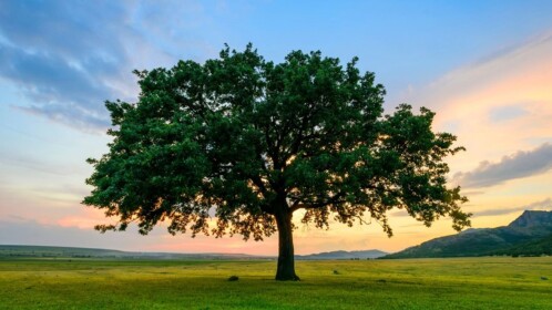 stare at a tree