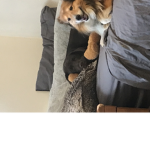 The people that love pets