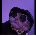 The swaggy cat crew