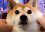 Pog Champ Studio