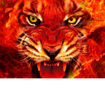 I im the leder