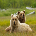 Teddy Bear's Team