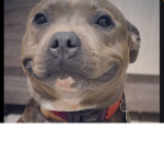 Doggo idk