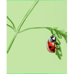 Izbuggies