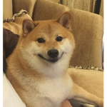 Bebe Doges