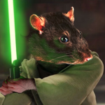 the rat side